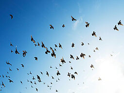 Blauer Himmel mit Vögeln